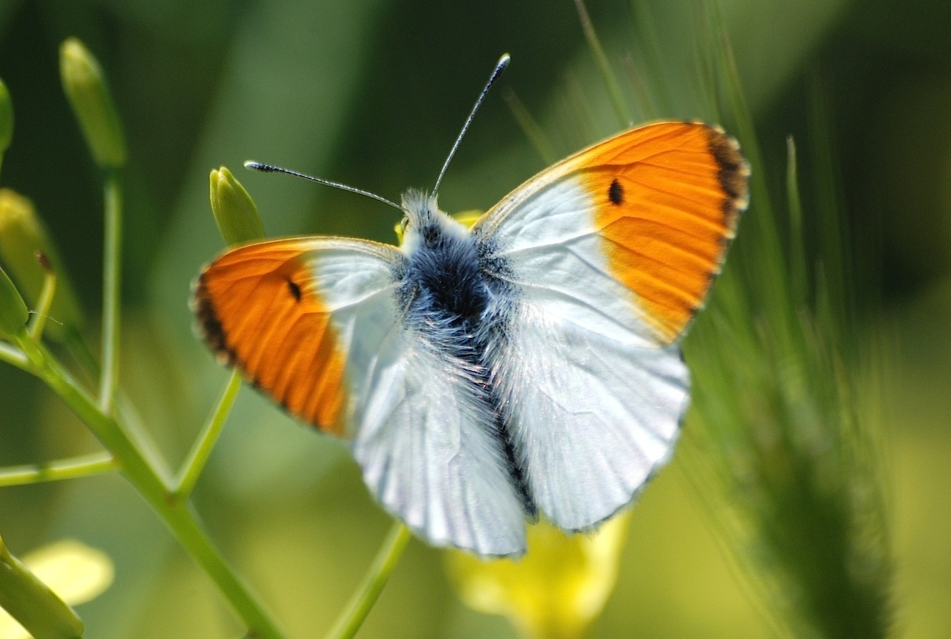 Anthocharis cardamines (Linnaeus, 1758)